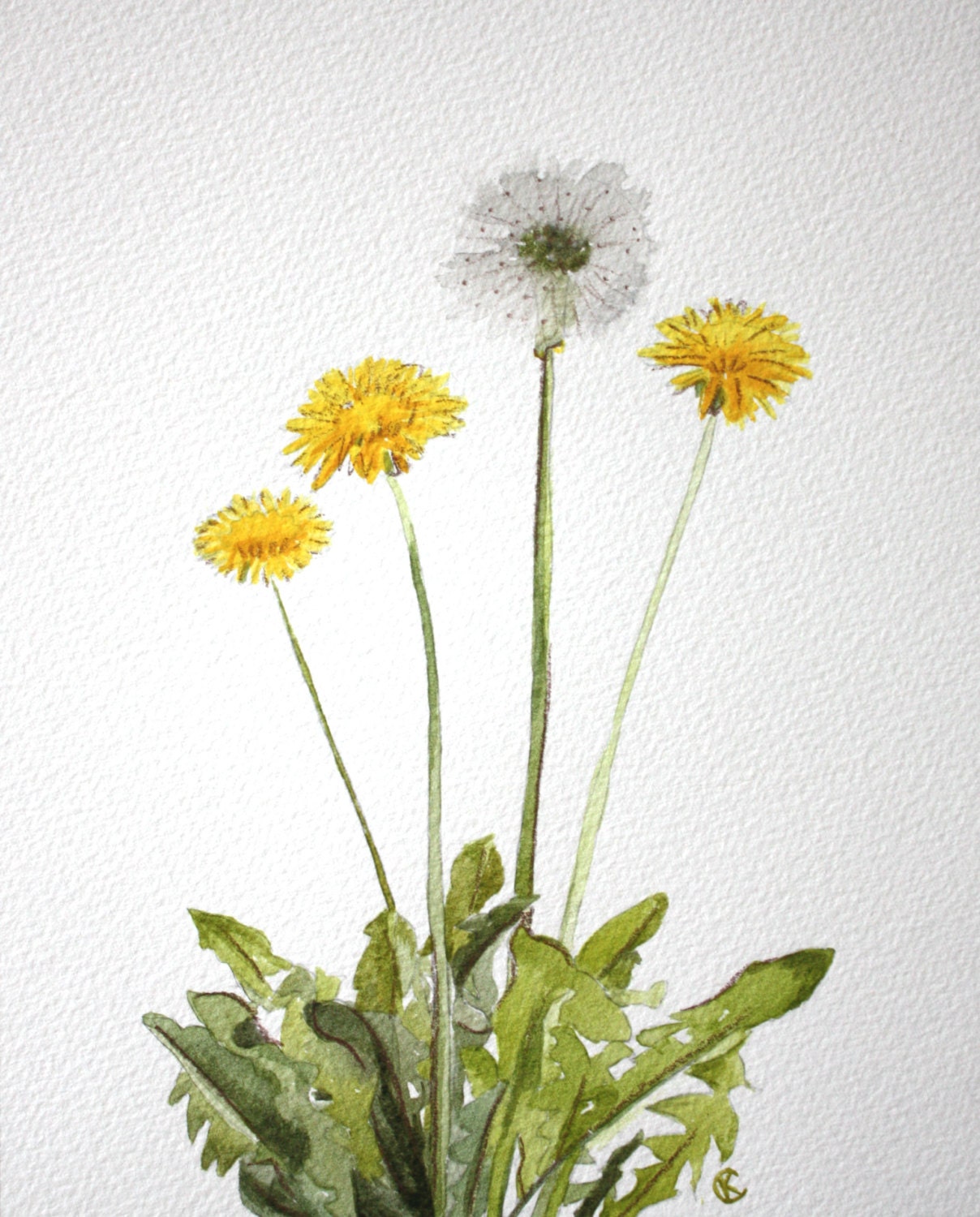 Dandelions 8x10 Watercolor