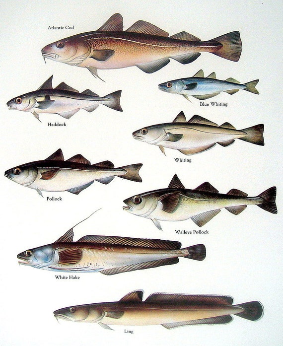 Vintage Fish Print 1984 Atlantic Cod Haddock Whiting Book
