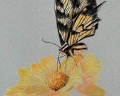 Yellow Butterfly & Flower  Colored Pencil