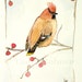 Watercolor Original Nature Painting Cedar Waxwing Woodland Bird by Laurie Rohner