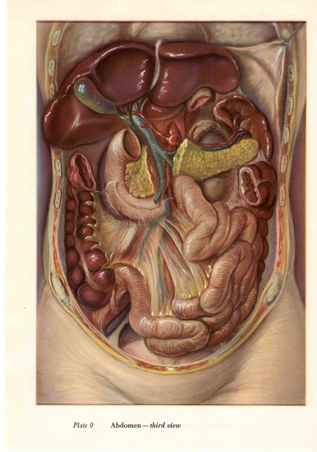 1950 abdomen anatomy original vintage medical print