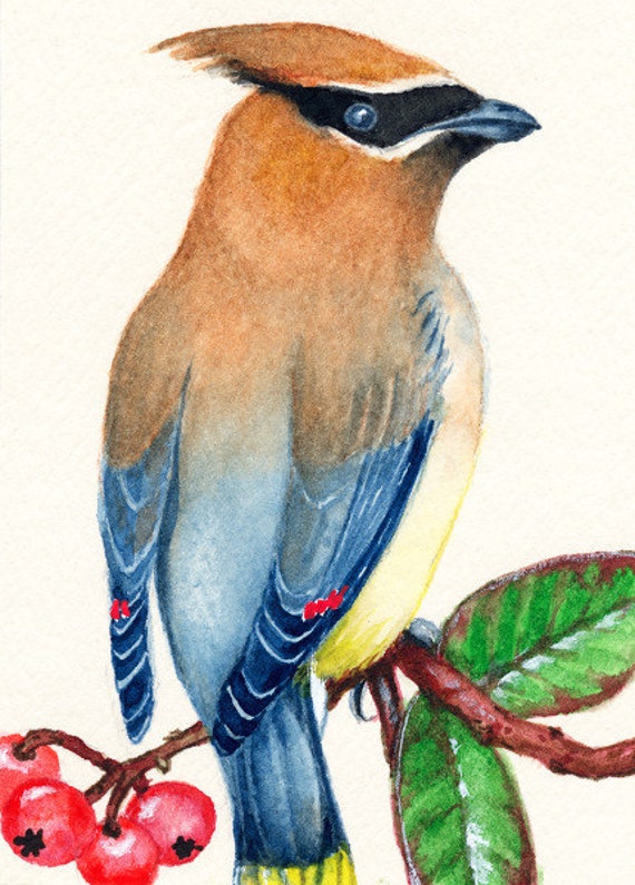 Cedar Waxwing Watercolor Painting Bird by SaylorWolfWatercolor