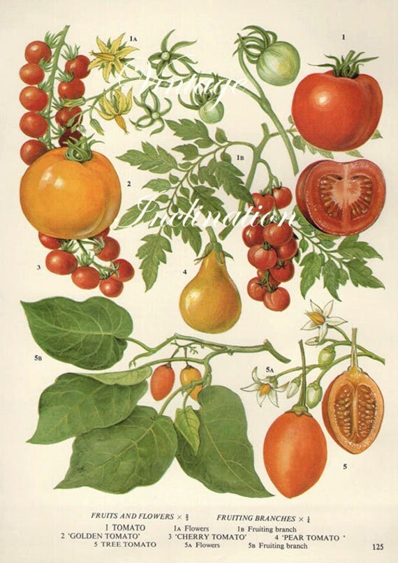 Vintage Botanical Print Antique TOMATOES plant print