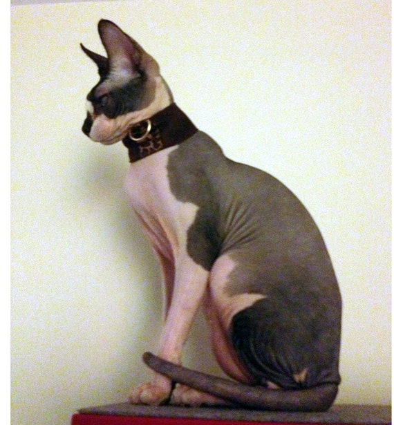 Items similar to Cat Collar, The 'Nanu' Super Wide Sphynx Collar on Etsy