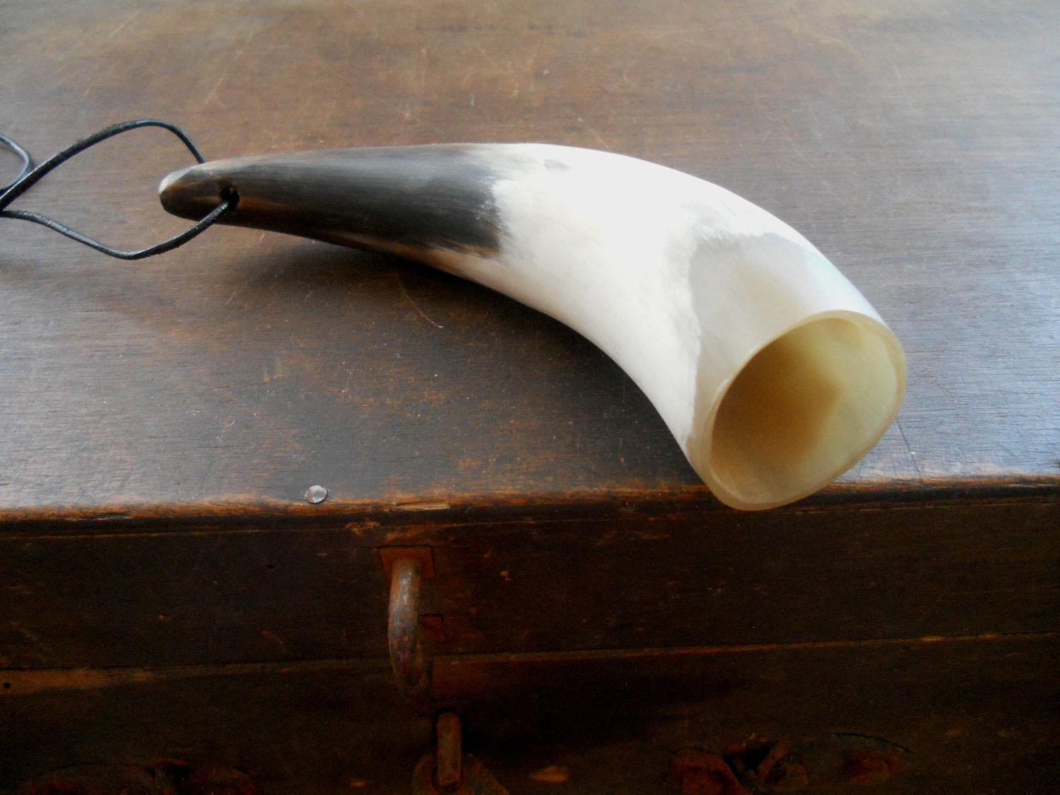 Vintage bull or cow horn Western home decor Hanging cow horn