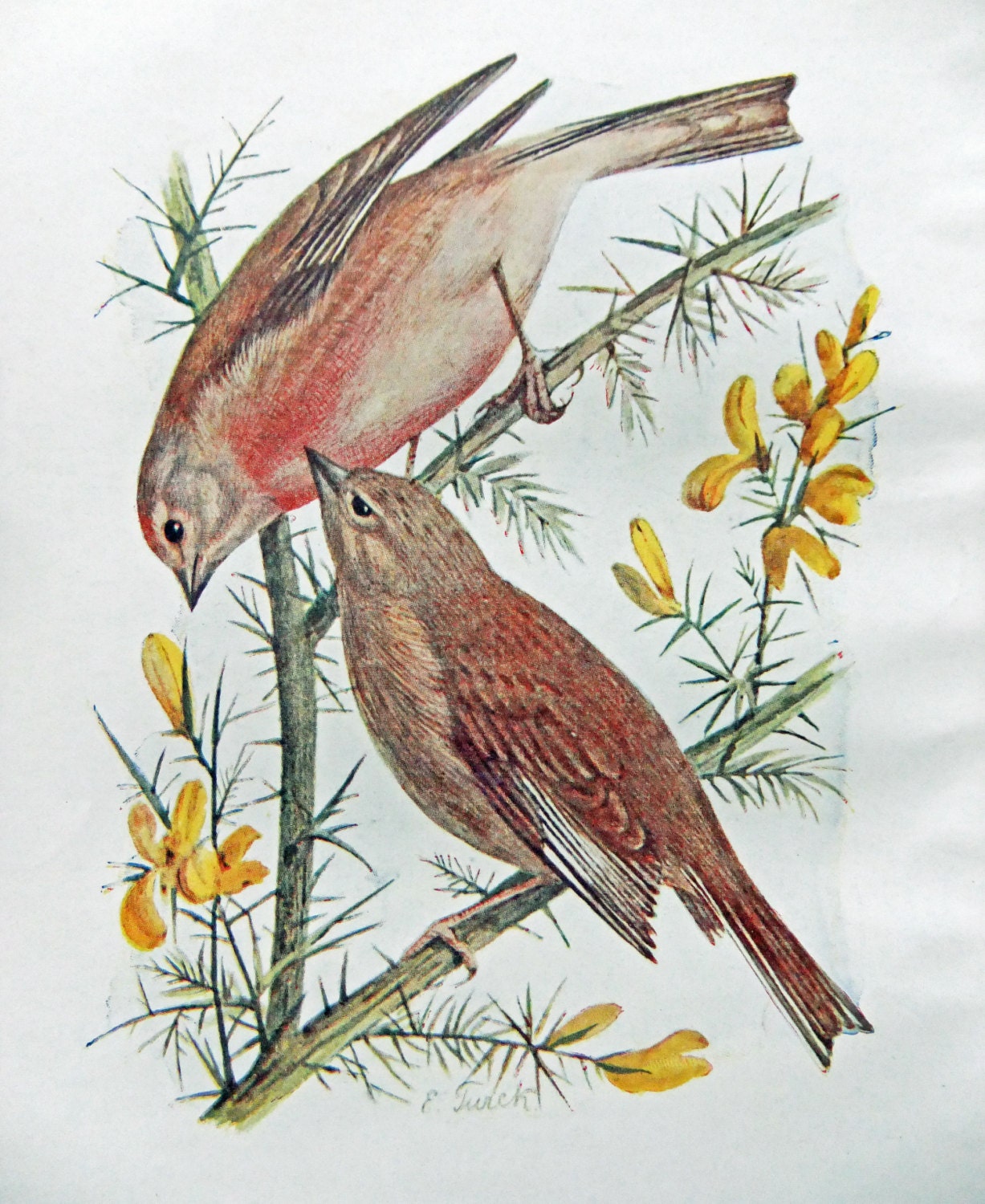 Linnets Antique Bird Print Vintage Bird By Peonyandthistlepaper