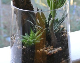 Wooded Greens Terrarium - Succulent Terrarium, Home and Living, Gift, Plants, Living Home Decor, Living, Gifts
