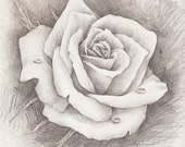 Items similar to ORIGINAL - Pencil Drawing, Rose, Water drop, Fine art ...