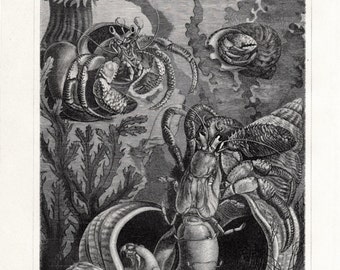 1908 Edwardian  antique SEA LIFE print of hermit crabs, sea shell in black and white, 104 years old lithograph