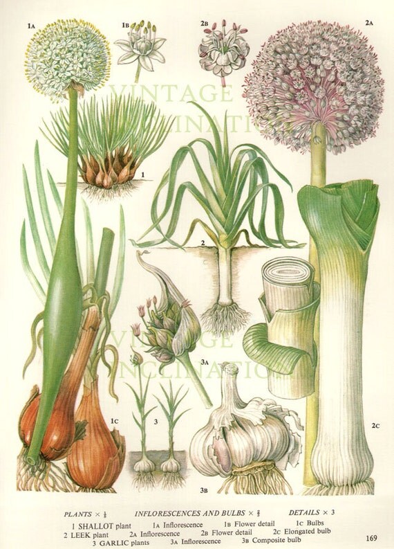 Vintage Botanical Print Antique LEEKS GARLIC plant print