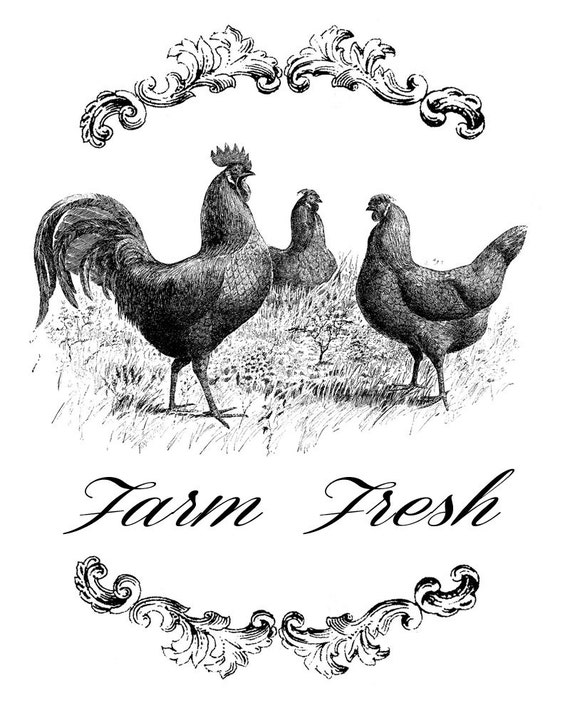 Printable Chickens Chicken Print By Beccaillustrates On Etsy See 