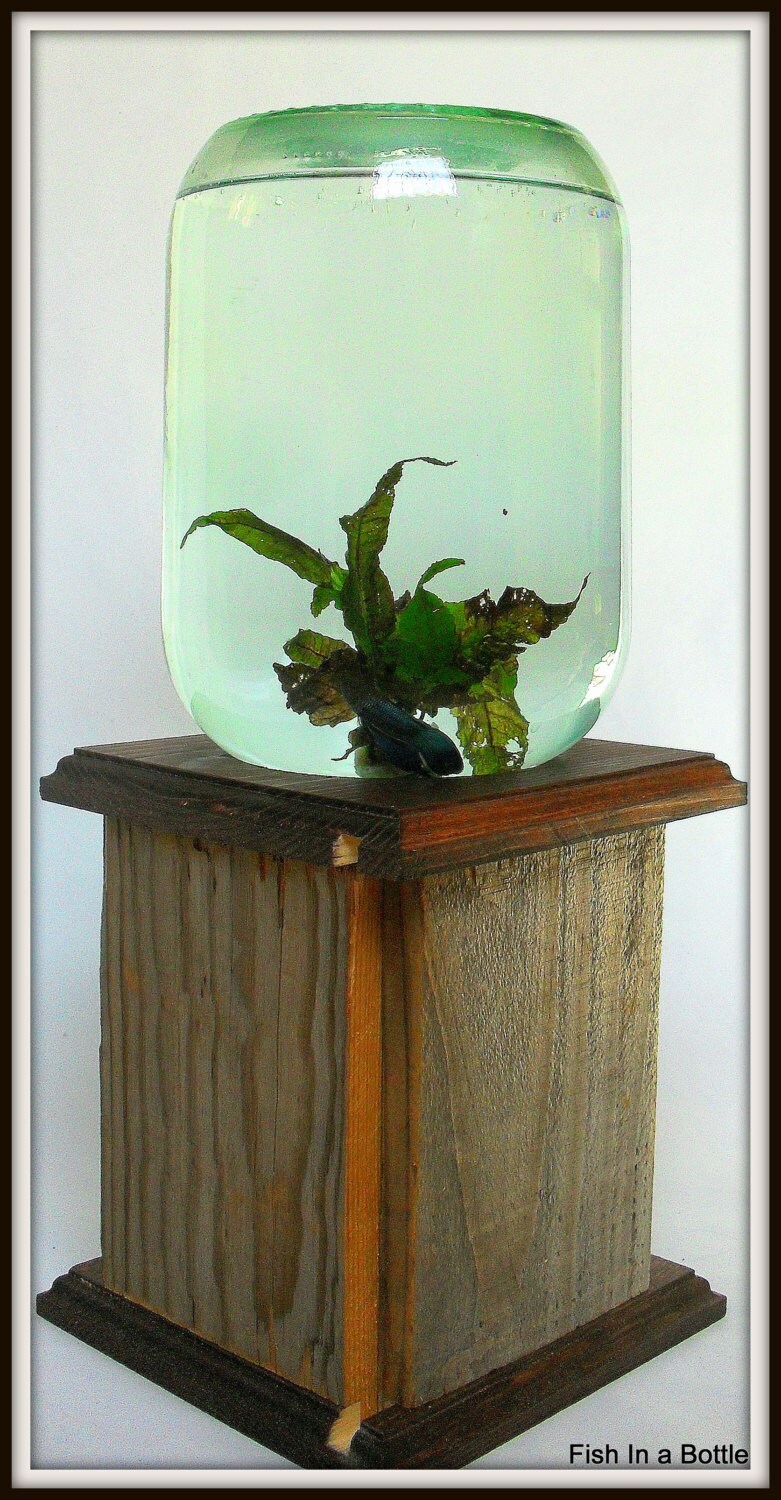 Fish In A Bottle Self Cleaning Fish TankAll Dressed Up with