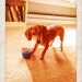 Annie