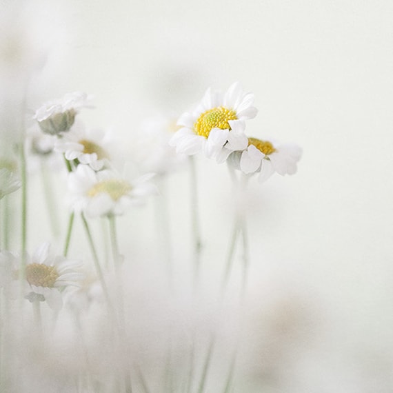 White Daisies Minimalist Flower Photography Nature