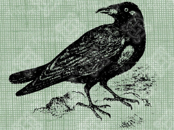 Digital Download Raven Illustration Vintage Bird digi stamp