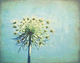 Botanical photography print pastel blue queen annes lace wildflower wall art - True Blue