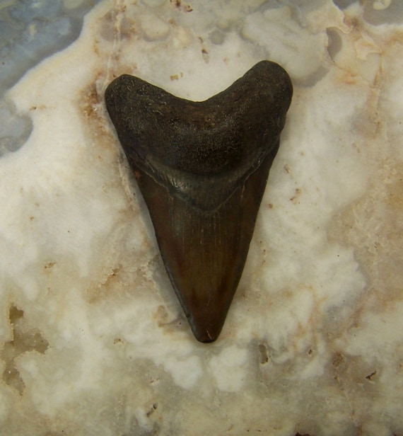 dinosaur shark tooth found