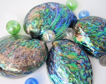 Beach House Decor Seashells - Nautical Decor Shells - Paua Abalone Sea Shells - Polished Abalone - Beach Wedding Shells, 4-5.5in, 1PC