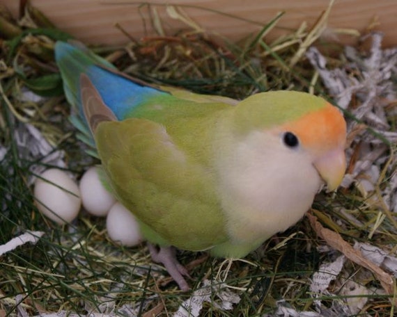 Items similar to Cute Bird Pastel  Spring Lovebird Hen 