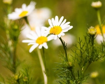 Chamomile, German Chamomile Seeds - Outstanding Herb for the Home Garden Make Your Own Fresh Herbal Tea from the Garden