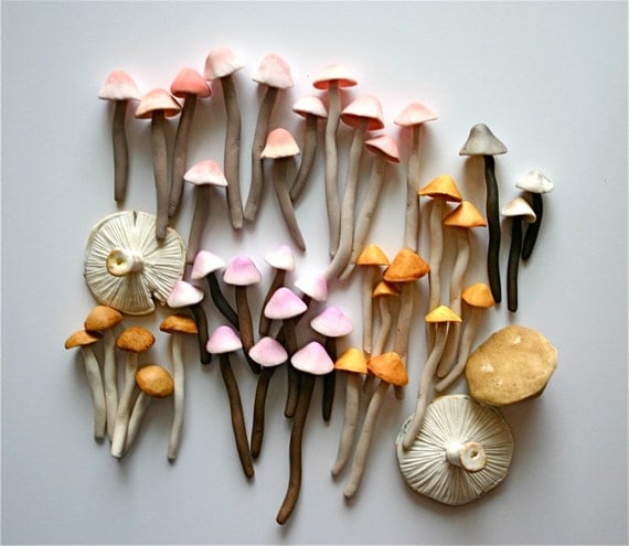 Candy Sweet Colorful Wild Mushrooms / A Collection of 42 Freshly Harvested Candy Mushrooms