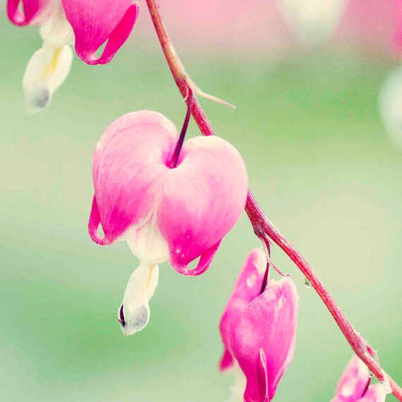 Items similar to bleeding heart photo, botanical photo, pink flower