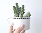 Succulent Kit with Hand Illustrated Teacup Planter