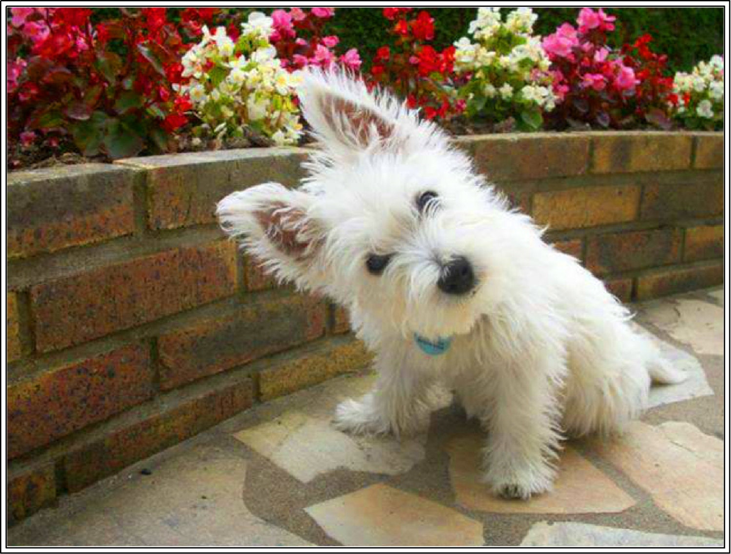 4 Dog Puppy West Highland Terrier 2 Dogs Puppies Greeting