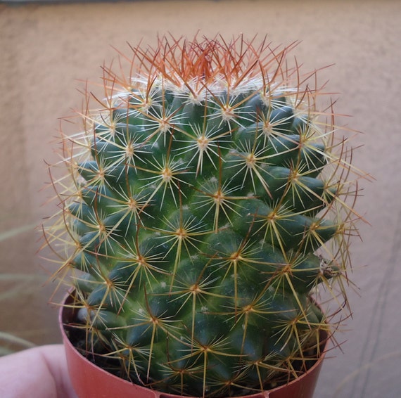 Rainbow Pincushion CactusMammillaria Rhodantha by CTSairplants