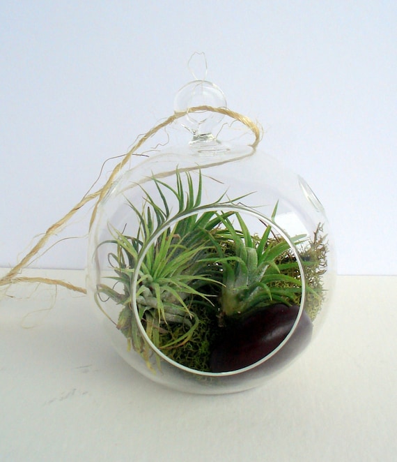 Lucky Globe Air Plant Hanging Terrarium Clear Glass Orb Kit