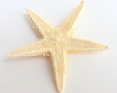 Small Starfish - 10 pcs. - FREE SHIPPING