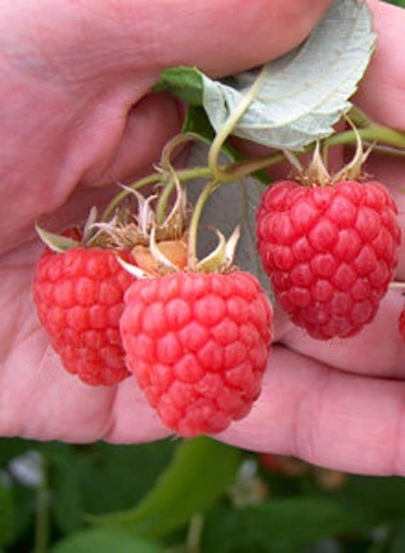 Organic Heirloom 50 Seeds Raspberry Raspberries Seeds RED