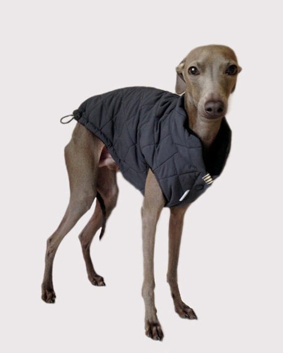 Triple layer lightweight winter coat for Italian Greyhounds