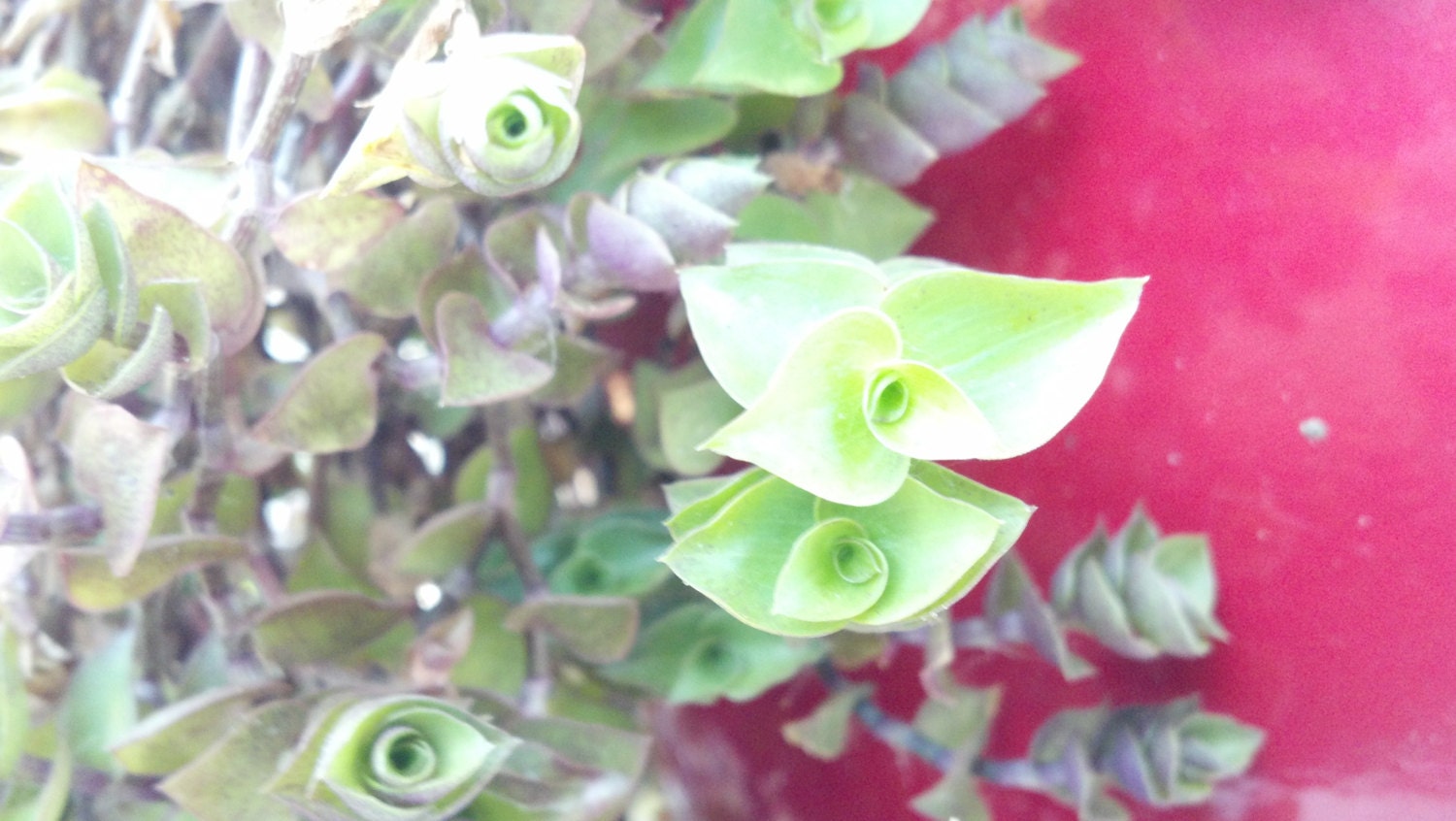 Five 5 Bolivian Wandering Jew Cuttings. Creeping Inch Plant