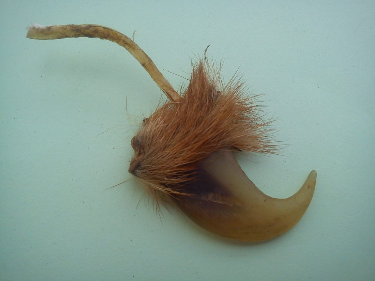 Lion Claw. Lion Nail. Original African Male Lion Nail. Special