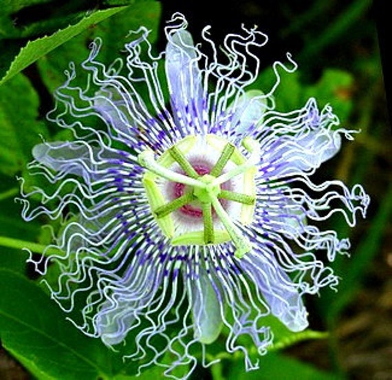 Passiflora Incarnata Maypop Vine Purple Passion Flower