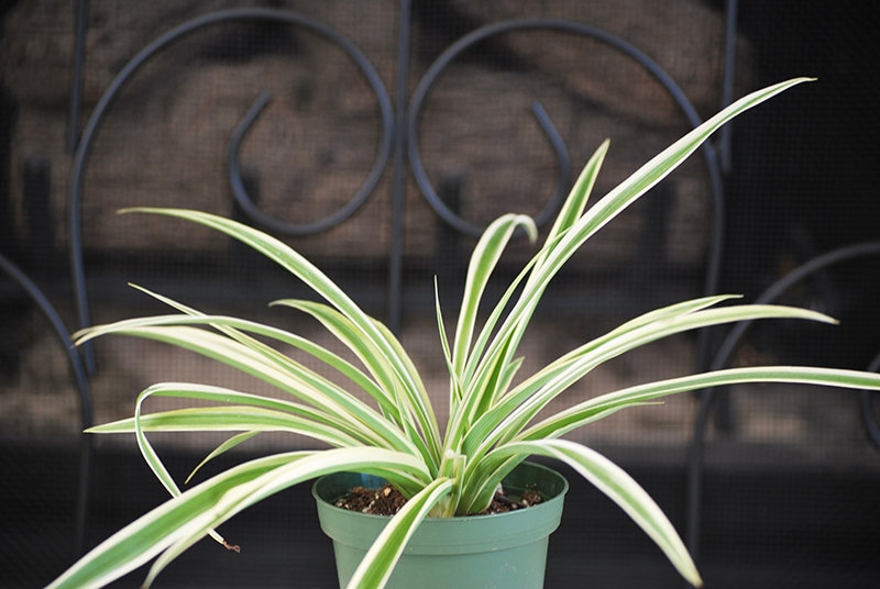 Live Ocean Spider Plant Easy to Grow Cleans the Air