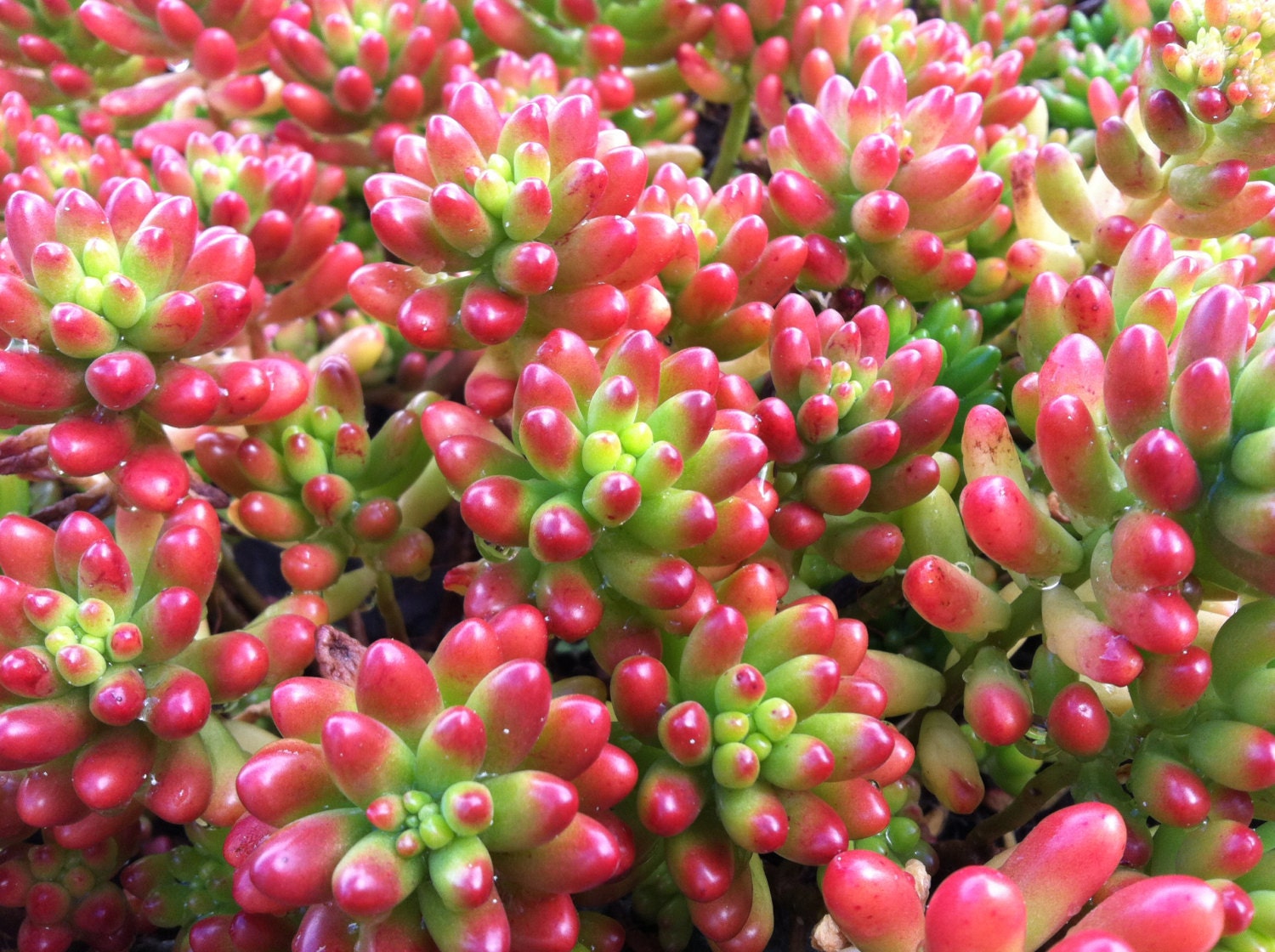 100 Tri-Color Sedum Succulent Cuttings Groundcover Plant