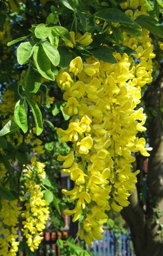 Golden Chain Tree Grow as a Bonsai Garden Perennial 5 Seeds