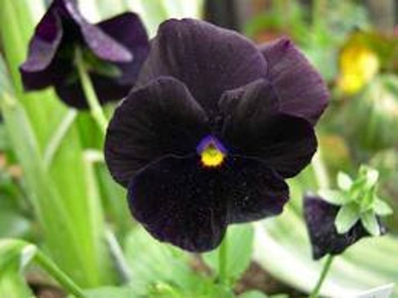 Black Pansy