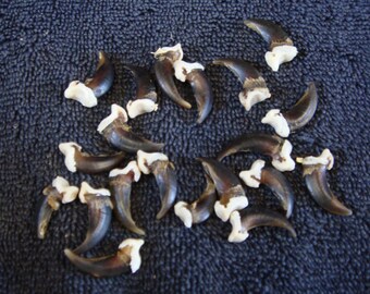 20 Coyote Claws bones claws skulls teeth taxidermy