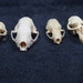 4 Different Real Animal Skulls,tops only bone,parts,skeleton