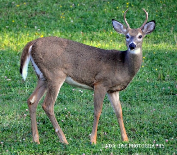 Items similar to Young Buck, 4 point, Deer Photograph, Nature ...