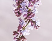 Lilac fine art print, flower photography, floral wall decor print, violet purple photo print, fine art photography, botanical home decor art Lilac fine art print, flower photography, floral wall decor print, violet purple photo print, fine art photography, botanical home decor art