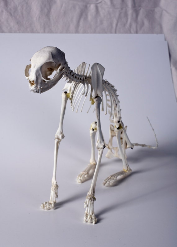 Domestic REAL CAT SKELETON Articulation Taxidermy Bone Oddity