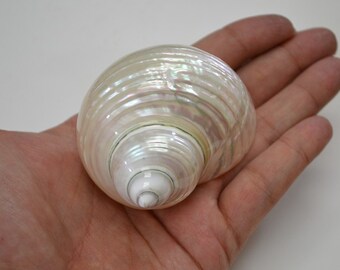 white mother of PEARL JADE TURBO sea shell hermit crab 2" - 2 1/2"