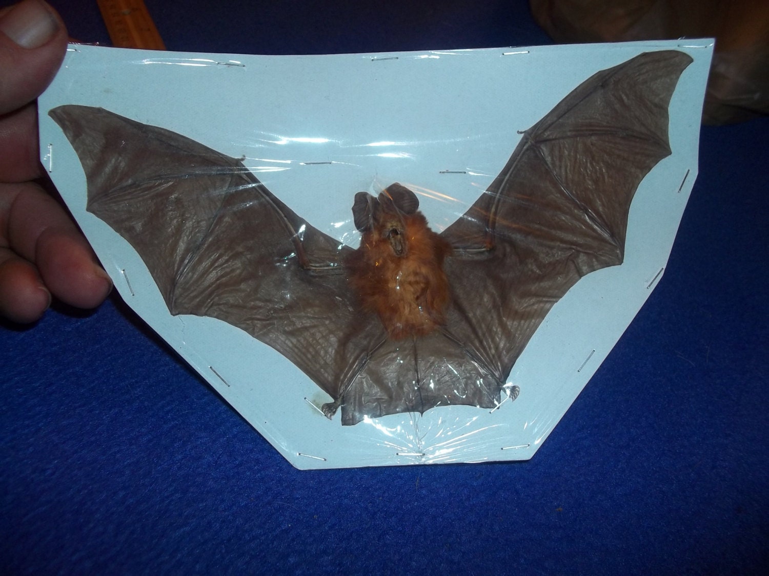 real animal Bat weird dried specimen taxidermy bone part