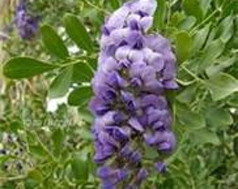 Tree Seeds Mountain Laurel Texas Laurel Celia secundiflora Native Plant Perennial Seeds Open Pollinated Untreated Seeds Grow Your Own