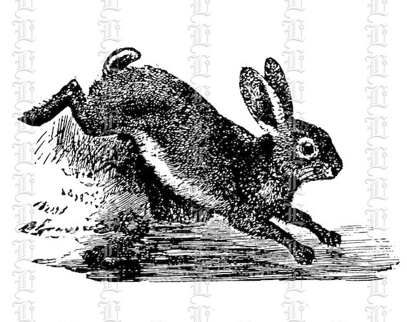 vintage rabbit clip art - photo #16