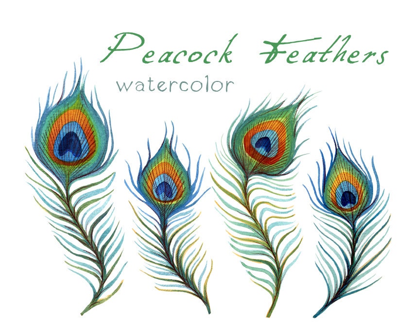 clipart pictures peacock - photo #33